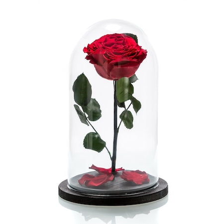 NOU: Trandafir Criogenat Rosu cupola de sticla