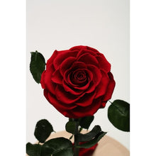 Încarcă imaginea în vizualizatorul Galerie, NOU: Trandafir Criogenat Rosu cupola de sticla
